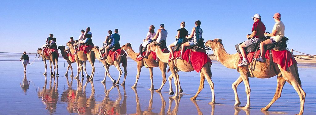 Camels